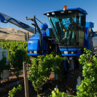 Harvesting Sauvignon Blanc