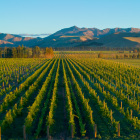 Marlborough vineyard scene